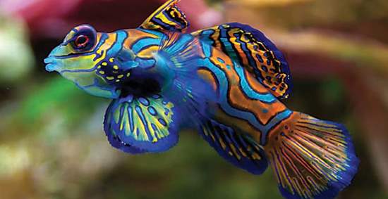 Shangrala's Colorful Fish