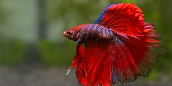 Shangrala's Colorful Fish