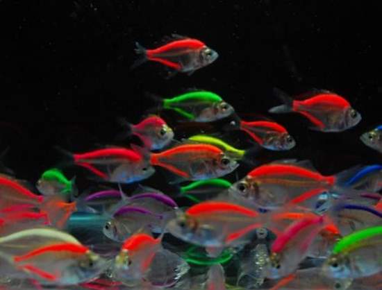 Shangrala's Colorful Fish