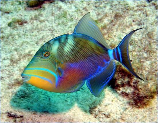 Shangrala's Colorful Fish