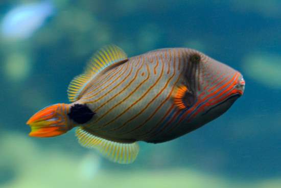 Shangrala's Colorful Fish