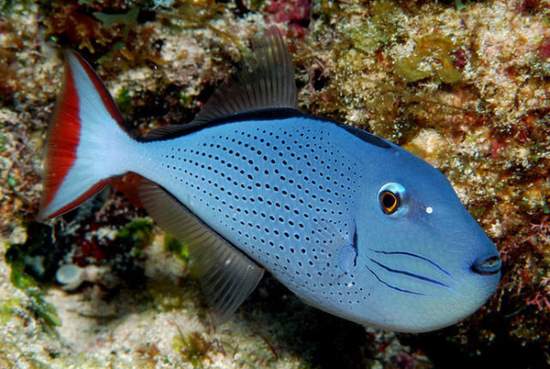 Shangrala's Colorful Fish