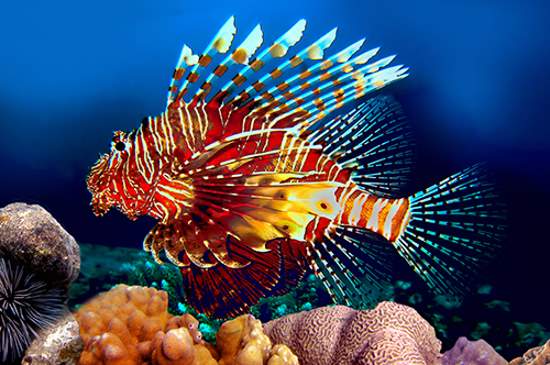 Shangrala's Colorful Fish