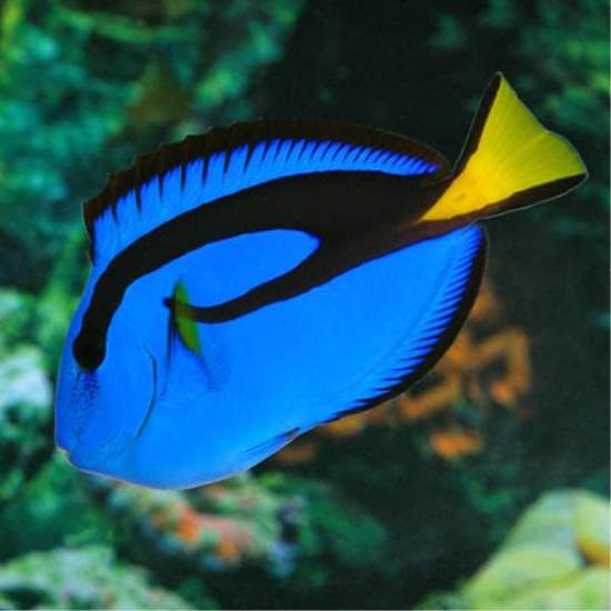 Shangrala's Colorful Fish