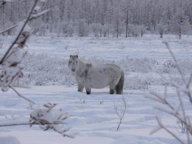 Shangrala's World's Coldest City