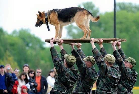 Shangrala's Military Dogs