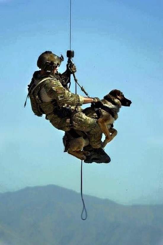 Shangrala's Military Dogs