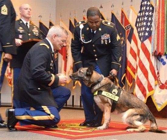 Shangrala's Military Dogs