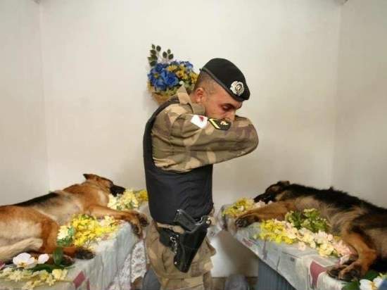 Shangrala's Military Dogs 2