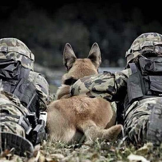 Shangrala's Military Dogs 2