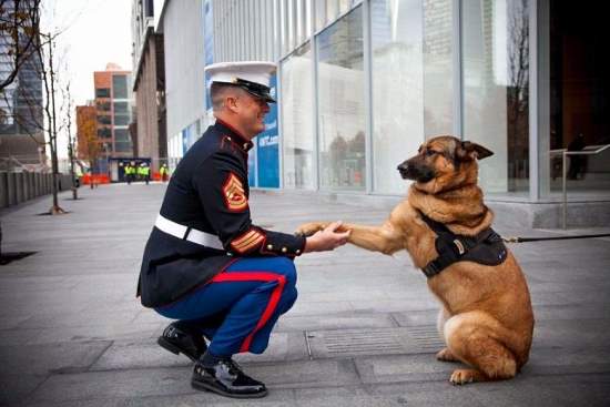 Shangrala's Military Dogs 2