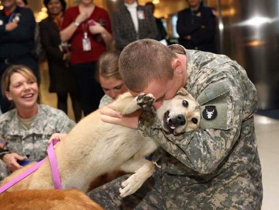 Shangrala's Military Dogs 2