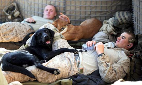 Shangrala's Military Dogs 2