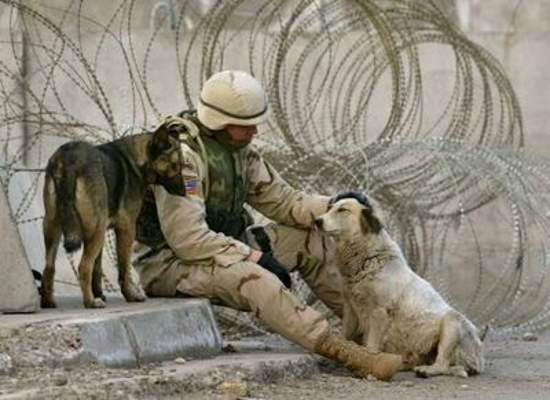 Shangrala's Military Dogs 2