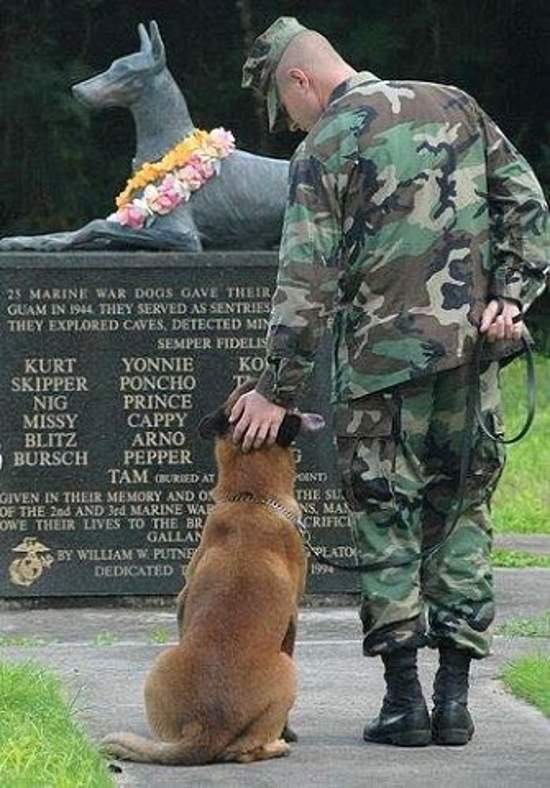 Shangrala's Military Dogs