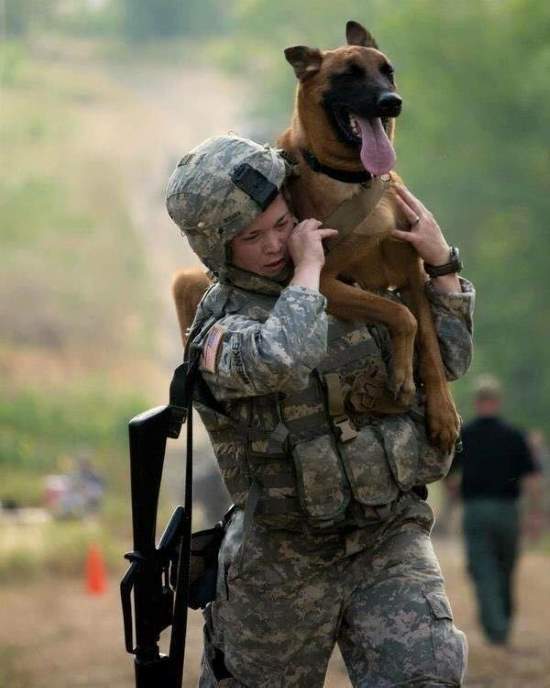 Shangrala's Military Dogs