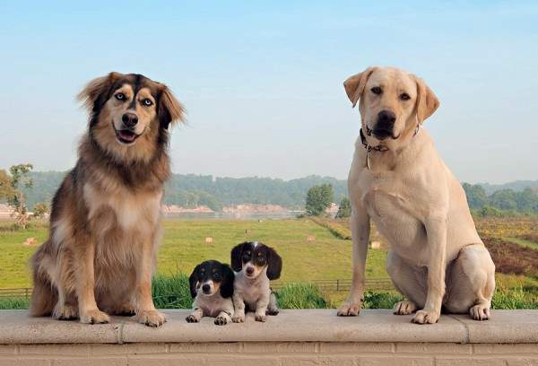 Shangrala's Dog Family Portraits