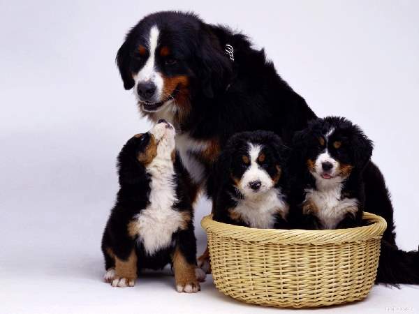 Shangrala's Dog Family Portraits