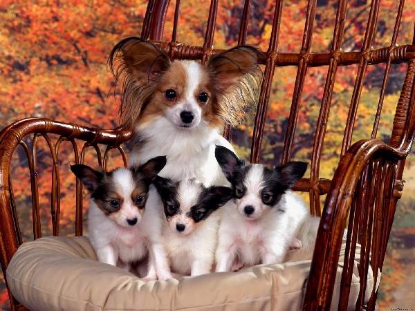 Shangrala's Dog Family Portraits