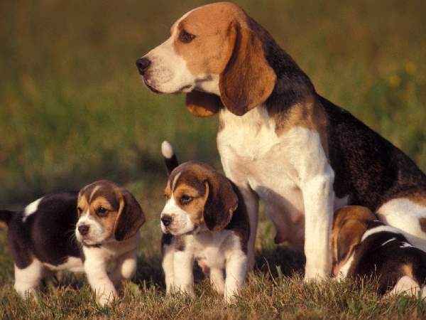 Shangrala's Dog Family Portraits