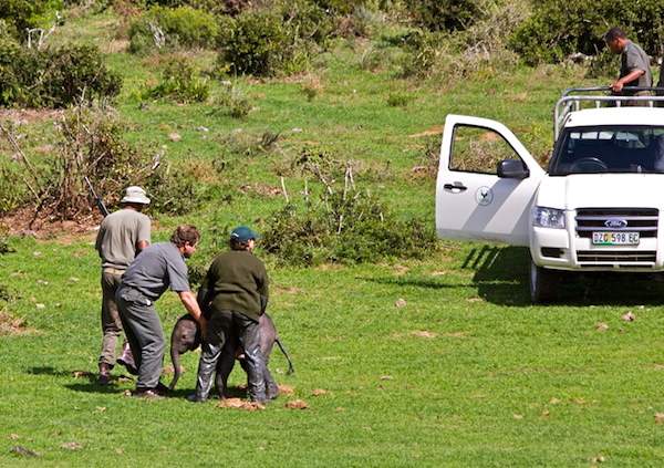 Shangrala's Elephant Rescue 4