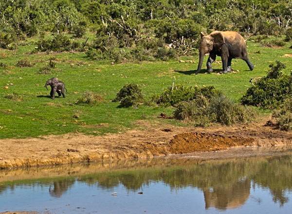 Shangrala's Elephant Rescue 4