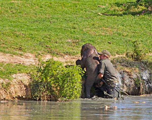 Shangrala's Elephant Rescue 4