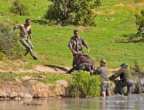 Shangrala's Elephant Rescue 4