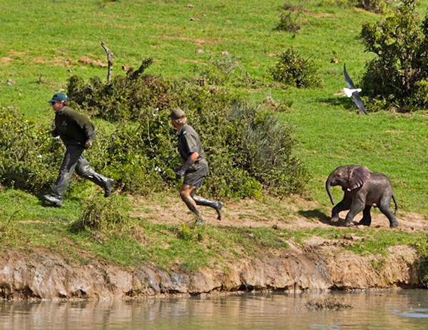 Shangrala's Elephant Rescue 4