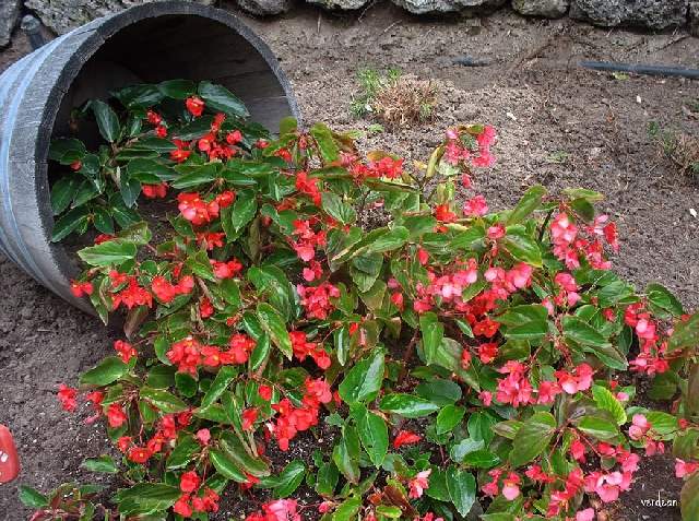 Shangrala's Beautiful Spilling Flowers