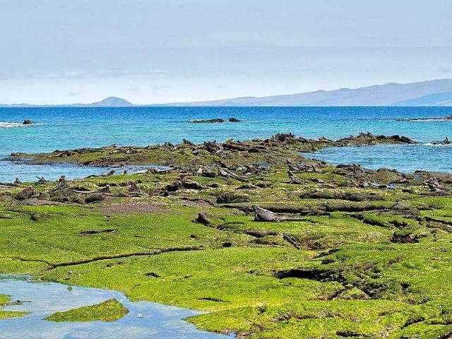 Shangrala's Beautiful Galapagos Islands