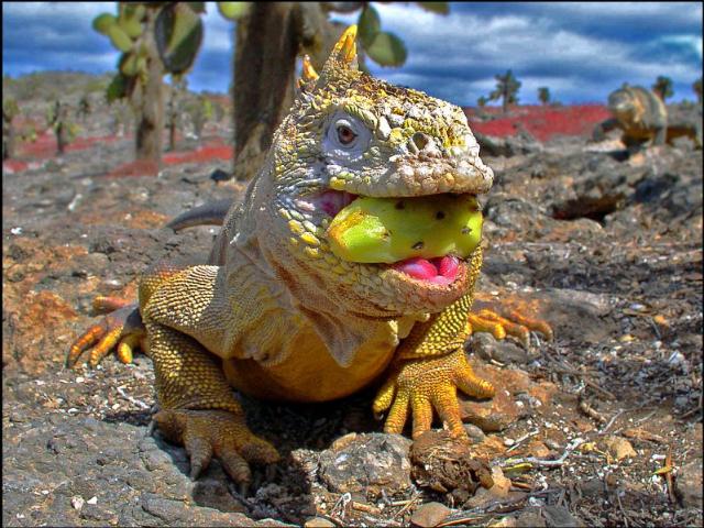 Shangrala's Beautiful Galapagos Islands