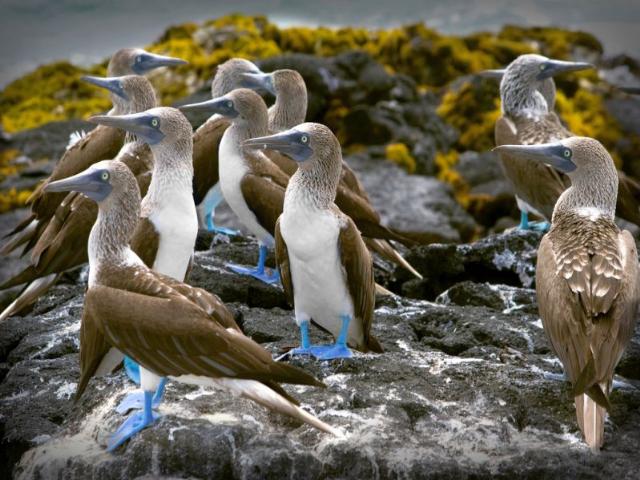 Shangrala's Beautiful Galapagos Islands