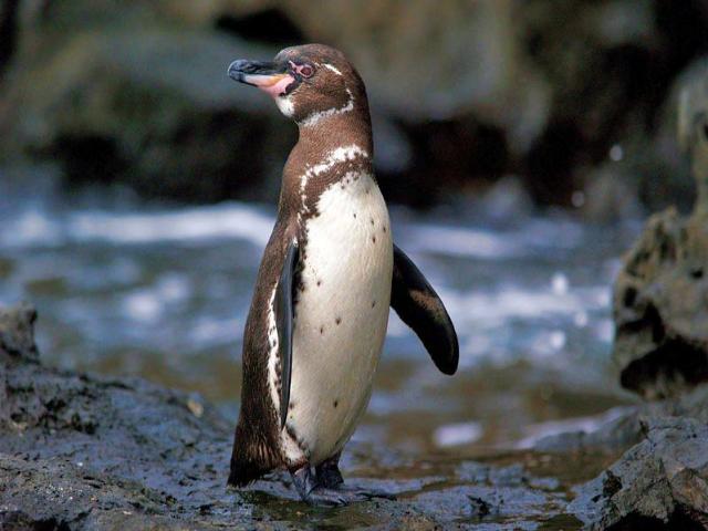 Shangrala's Beautiful Galapagos Islands