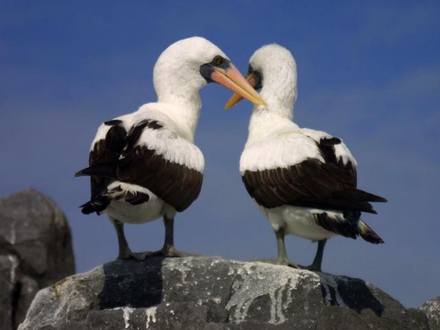 Shangrala's Beautiful Galapagos Islands