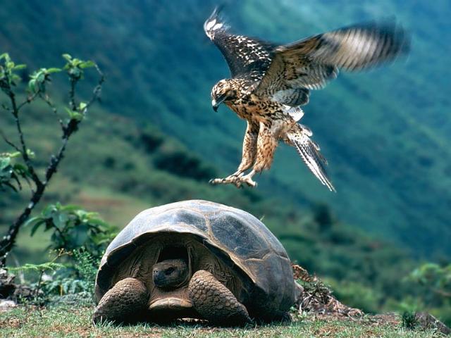 Shangrala's Beautiful Galapagos Islands