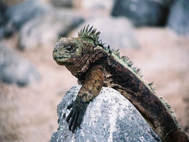 Shangrala's Beautiful Galapagos Islands