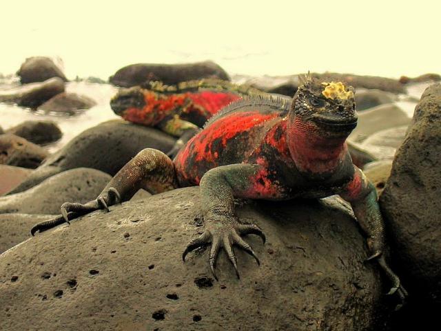 Shangrala's Beautiful Galapagos Islands 2