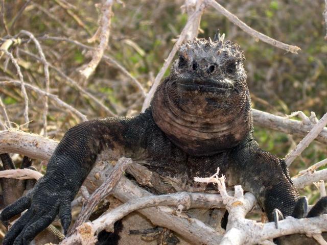 Shangrala's Beautiful Galapagos Islands 2