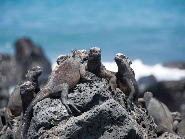 Shangrala's Beautiful Galapagos Islands 2