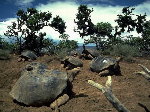 Shangrala's Beautiful Galapagos Islands 2