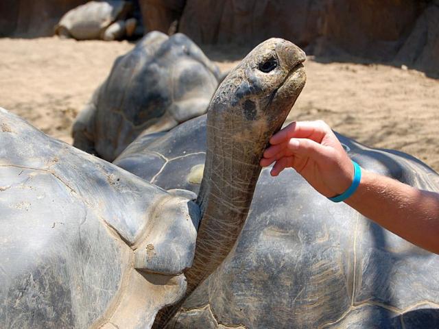 Shangrala's Beautiful Galapagos Islands 2