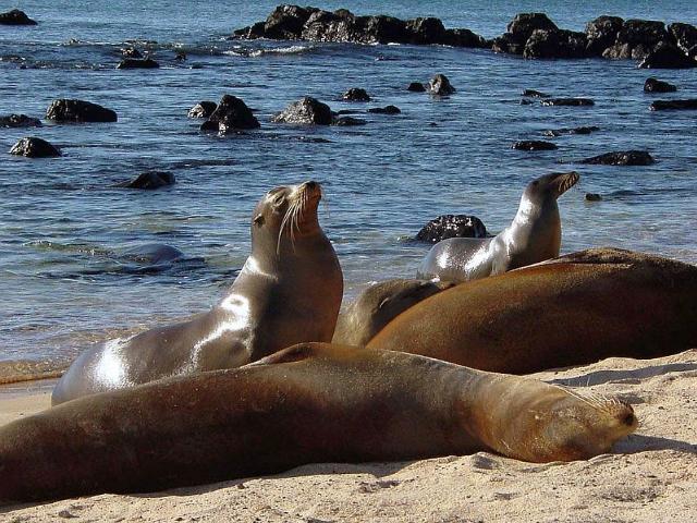 Shangrala's Beautiful Galapagos Islands 2