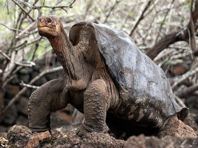 Shangrala's Beautiful Galapagos Islands 2