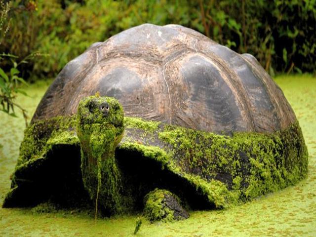 Shangrala's Beautiful Galapagos Islands 2