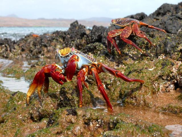 Shangrala's Beautiful Galapagos Islands 2