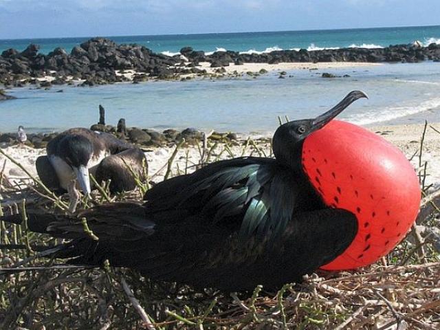 Shangrala's Beautiful Galapagos Islands 2