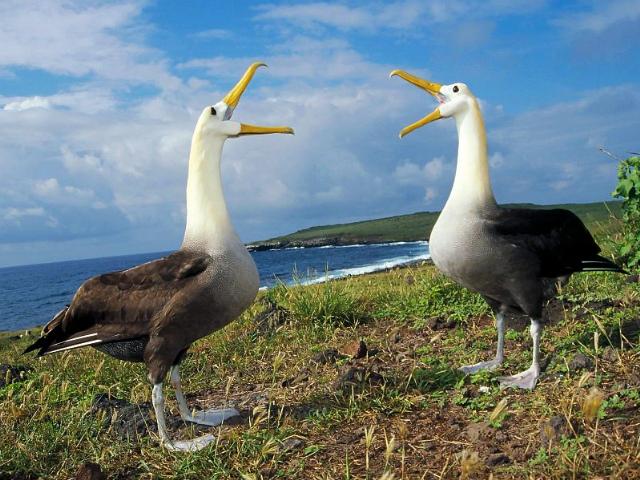 Shangrala's Beautiful Galapagos Islands 2