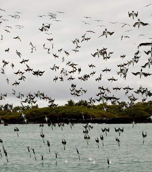 Shangrala's Beautiful Galapagos Islands 2