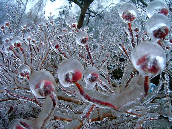 Shangrala's God's Ice Creations